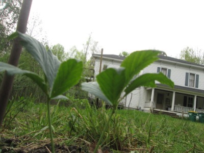 Planted buckeye